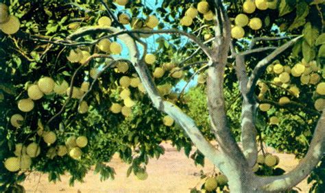 Free for commercial use no attribution required high quality images. Florida Memory - View inside grapefruit tree