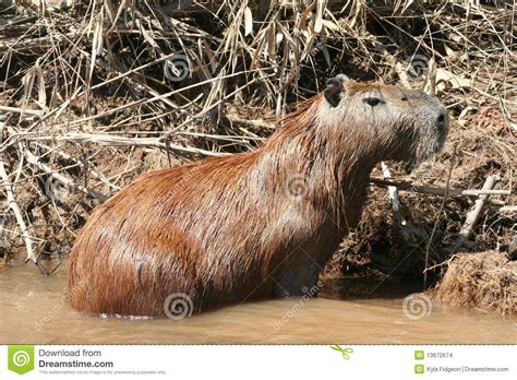 Capybara Stock Photo Image Of Nature Animal Rodent 13672674