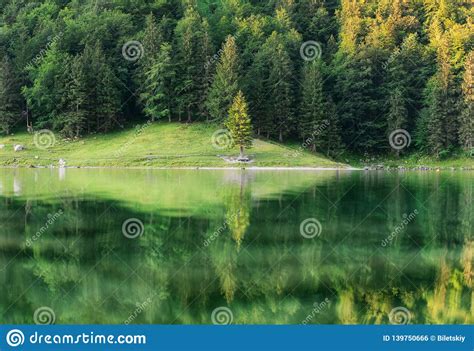 Forest And Turquoise Lake In The Switzerland Forest And Reflection On