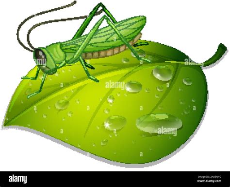 Grasshopper On Green Leaf On White Background Illustration Stock Vector Image And Art Alamy