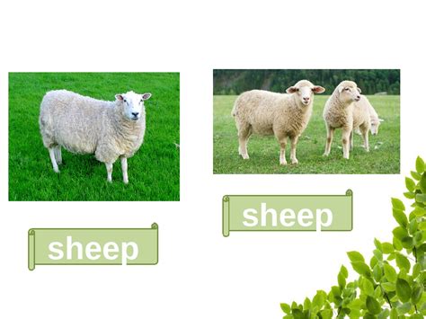 Noun plural sheep a meek, unimaginative, or easily led person. Plural nouns. Множина іменників.