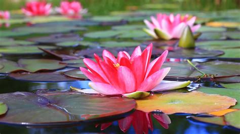 Pink Water Lily Flower With Leaves Hd Flowers Wallpapers Hd