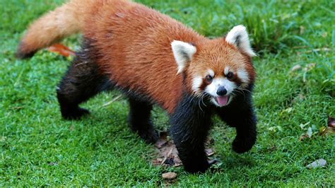 10 Fun Facts About Red Pandas 2024
