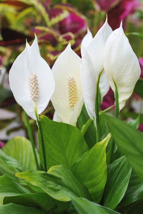 Peace Lilies Are Some Of The Loveliest Indoor Plants You Can Grow