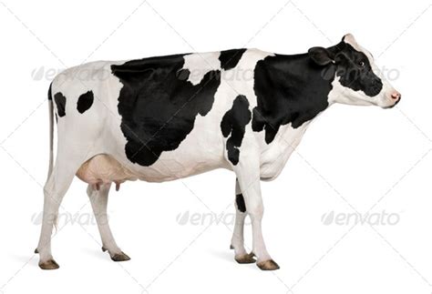 Holstein Cow 5 Years Old Standing Against White