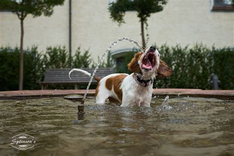 A vet can tell you the exact time when to introduce and food in the life of the puppy. Dogs and Chlorine in the Pool: Safety Tips You Need to Know — The Dog People by Rover.com
