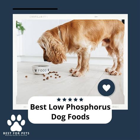 The 9 Best Low Phosphorus Dog Foods Of 2023 Bestforpets Vingle