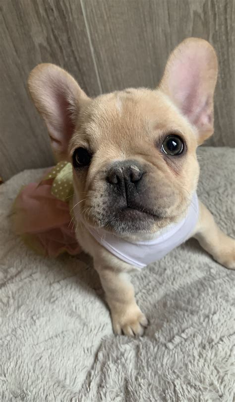 Due to the delicate nature of our french bulldog puppies, we will not ship them alone in cargo under any circumstances. Cream French bulldog puppy in 2020 | French bulldog, Puppies