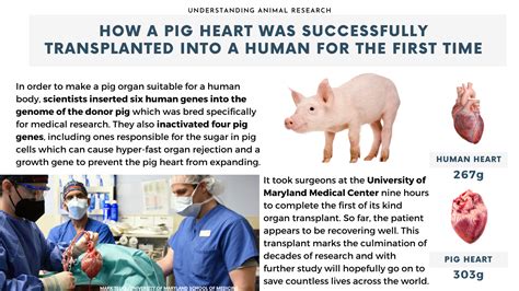 Pig To Human Heart Transplants How Did We Get Here
