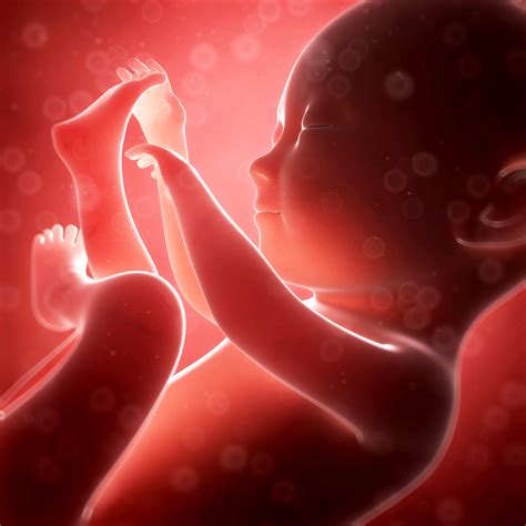 Fetal Development Week 28