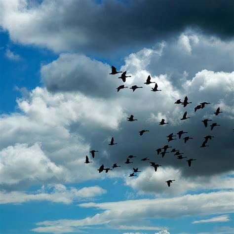 Birds And Clouds Wallpapers Top Free Birds And Clouds Backgrounds