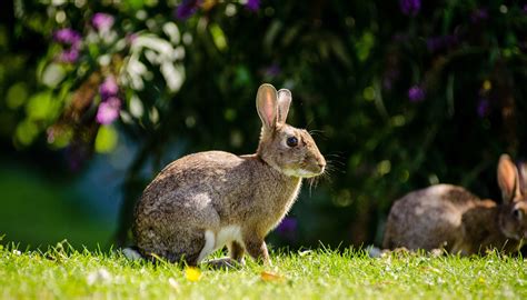 Free photo: European Rabbit - Animal, Cute, European - Free Download - Jooinn