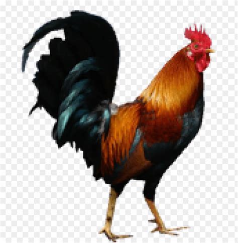 Download Cock Png Images Background TOPpng