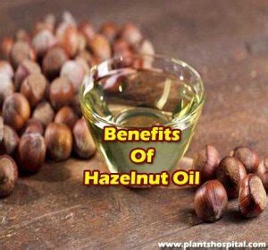 Hazelnut Oil Top 12 Health Benefits Uses Warnings And More