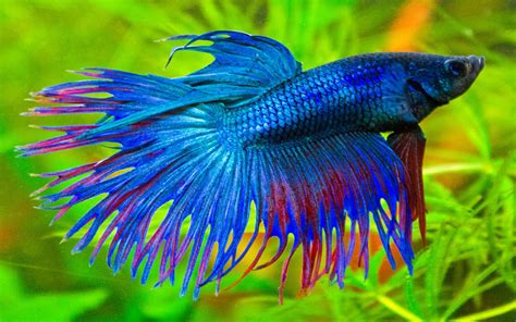 Betta Splendens Blue Exotic Fish 01