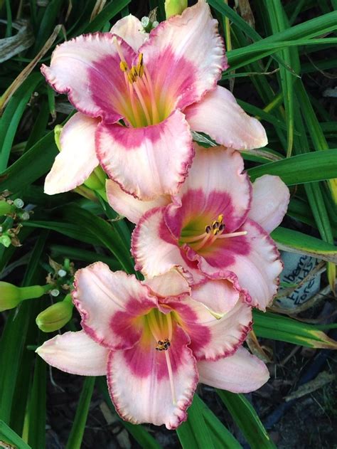 Daylily Hemerocallis Strawberry Fields Forever In The Daylilies