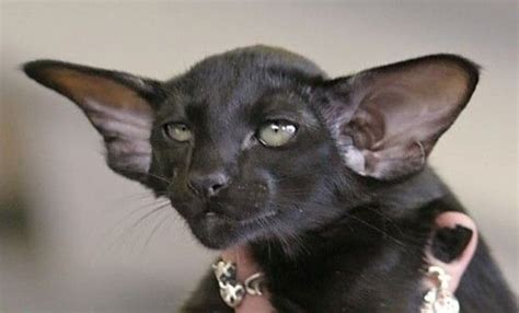 Black Oriental Shorthair Cat Siamese Addiction
