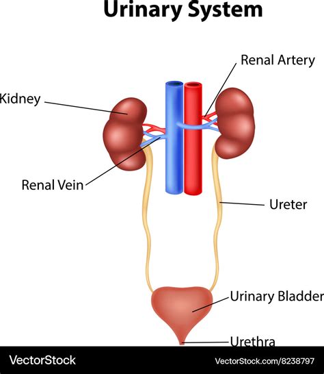 Parts Of Urinary System My XXX Hot Girl