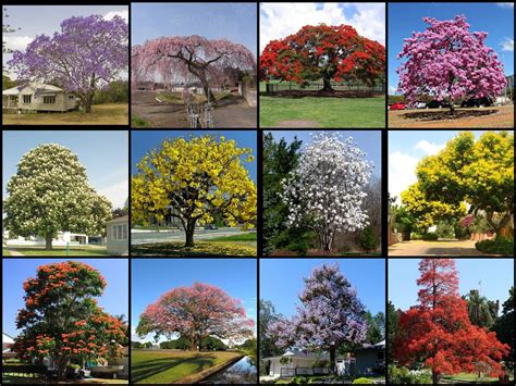 Most Beautiful Flowering Trees Of The World Not My
