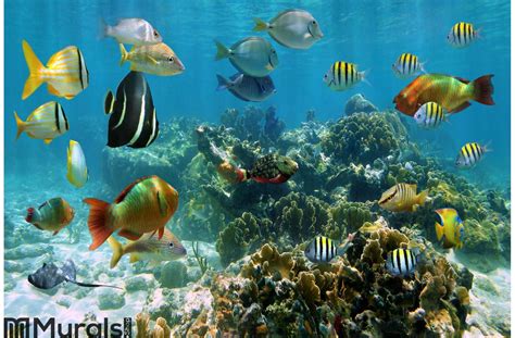 Panorama In A Coral Reef With Shoal Of Fish Wall Mural Cozumel