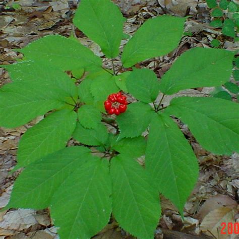 American Ginseng Seeds Panax Quinquefolius 5 Rare Medicinal Herb