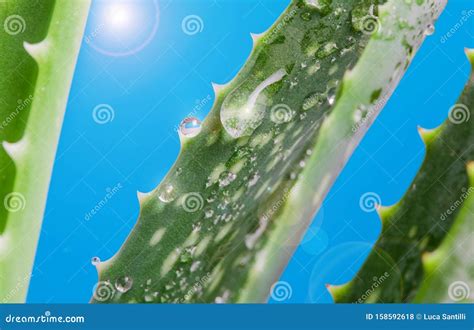 Aloe Vera With Fresh Drops Of Water Stock Photo Image Of Close Grow