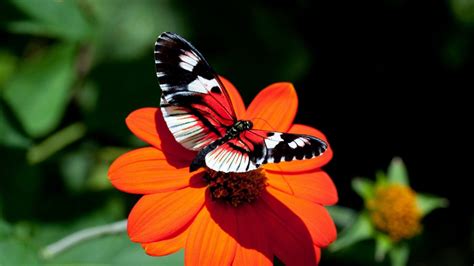 Beautiful Butterfly Is Standing On Orange Flower With Blur Background