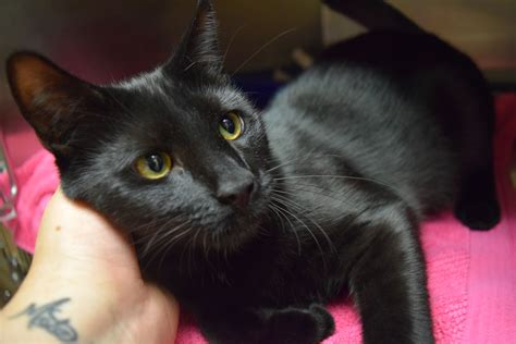 Provide safe, clean, and green facilities for the citizens of manteca and all its visitors. Pin by Islip Animal Shelter and Adopt on Adopted! | Kitten ...
