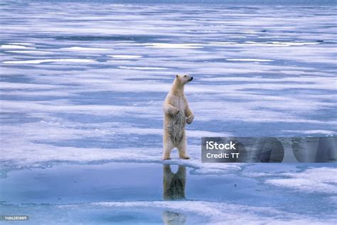 Stock Fotografie Lední Medvěd Stojí Na Zadních Nohách A Dívá Se