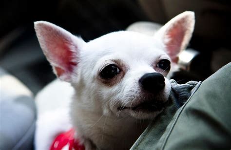White Chihuahua Names 75 Best Names For White Chihuahuas Petpress