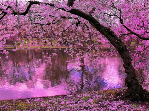 Spring Blooming Trees Pink Blossoms Of Cherry River Reflection In