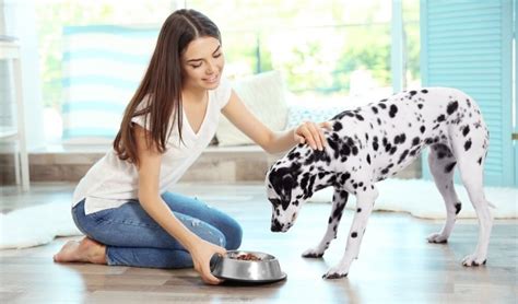 How Much Food Should You Feed Your Dog Dog Food Advisor