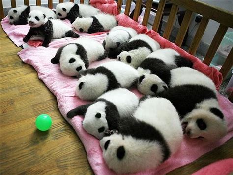 Você Já Viu Tantos Pandas Assim Juntos Cute Animal Pictures Cute