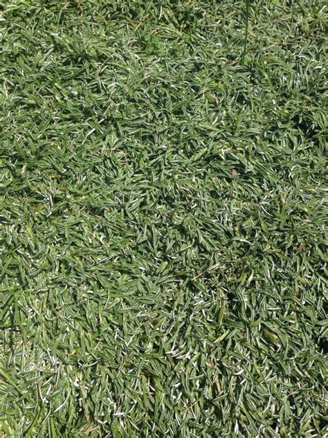 Grown on a slope in lieu of grass, they help you avoid mowing in a problem it's a flowering ground cover (pink) that doubles as a foliage plant, thanks to its silvery leaves edged in green. Silver Carpet | Silver carpet, Ground cover plants, Vine ...