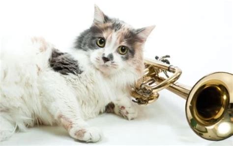 Top 10 Images Of Cats Playing Musical Instruments