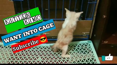 🔴 Live 2 Month Old Kitten Kimo Wants To Open The Cage He Wants To