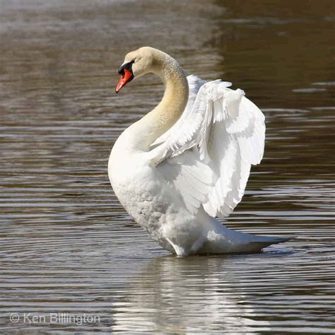 Mute Swan Cygnus Olor Focusing On Wildlife
