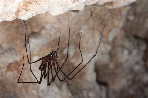 Spidey Senses Tingling Arachnids Feel Sex Fox News