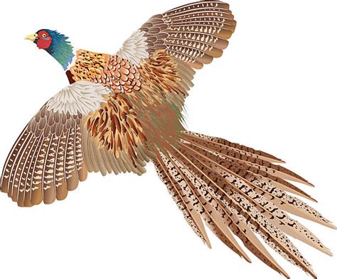 Pheasant In Flight Pics Illustrations Royalty Free Vector Graphics