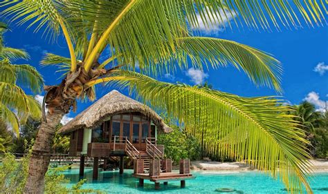 Nature Landscape Beach Maldives Palm Trees Sand Tropical Resort Sea