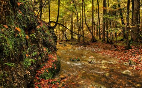 Forest River Fall Landscape Wallpaper 2560x1600 176578 Wallpaperup