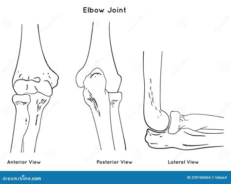 Elbow Joint Anatomy Anterior Posterior And Lateral Views Stock Vector