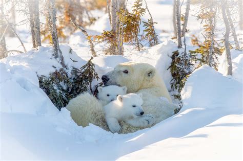 Baby Animal Cub Polar Bear Snow Wildlife Predator Animal Wallpaper