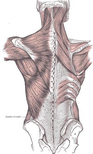 Thoracolumbar Fascia An Area Rich With Activity Mike Reinold