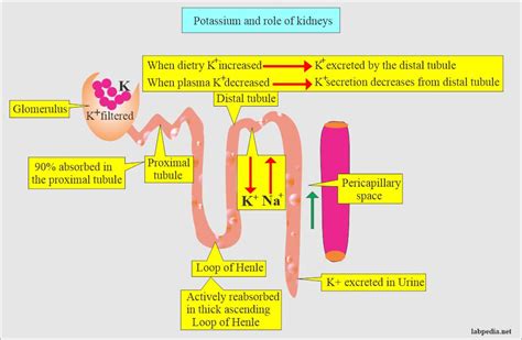 Potassium K In Blood And Its Significance