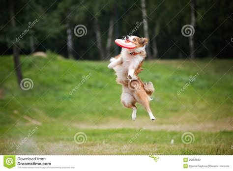 Frisbee Red Dog Catching Stock Photo Image Of Energy