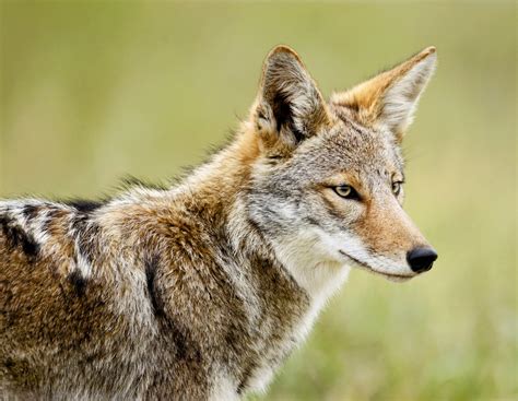 Coyotes Move Into Towns To Avoid Apex Predators Only To Be Killed By