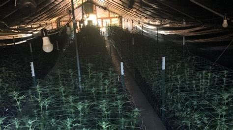 more than 1 300 cannabis plants eradicated at santa barbara co facility