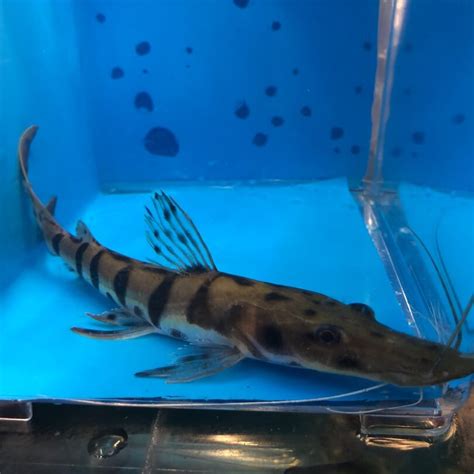 They typically inhabit major rivers where they prefer the main channels and tend to stay at maximum depth, but some species can also be seen in lakes, flooded forests, and other freshwater habitats. Tiger shovelnose catfish for sale | exotic Fish Shop ...