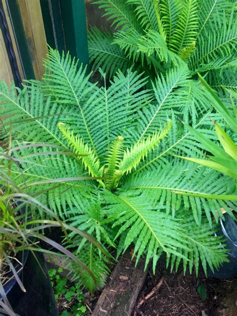 Silver Lady Fern Palm Trees Landscaping Tropical Garden Design
